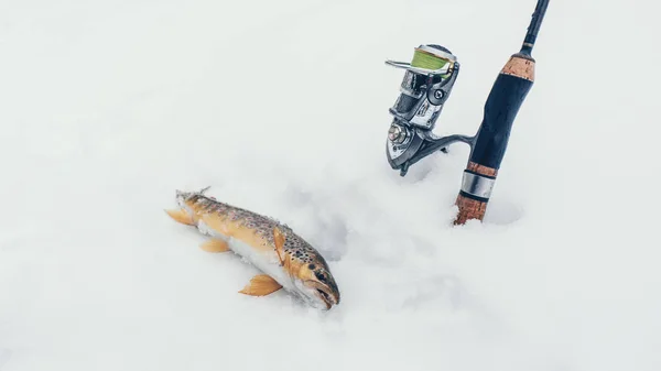 Alabalık çubuğun yanındaki karda yatıyor. Kış dönüşü. — Stok fotoğraf