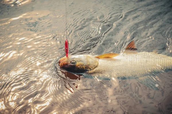 Close up photography of predatory fish Asp (Aspius aspius). Fishing. — Stock Photo, Image