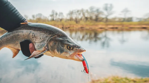 Fisherman holds asp in his hands. — Stock Photo, Image