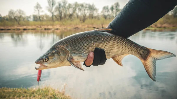 Nahaufnahme von Raubfischen (Aspius aspius). Fischerei. — Stockfoto