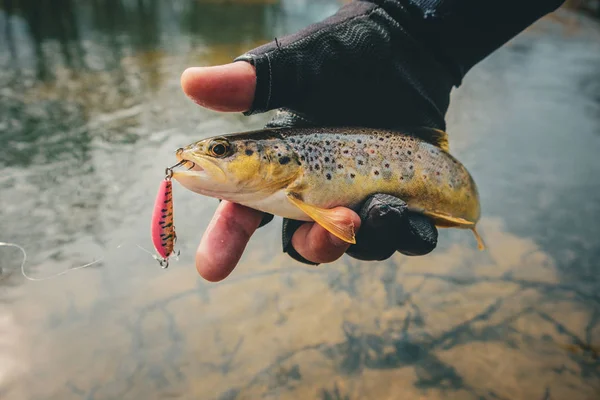 Fisherman holding brown trout out of the water — 스톡 사진