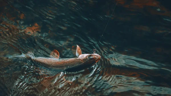 Grayling catturato al volo. Tenkara e pesca a mosca. — Foto Stock