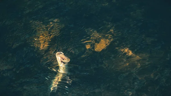 Grayling capturado na pesca com mosca de água doce. Tenkara. . — Fotografia de Stock