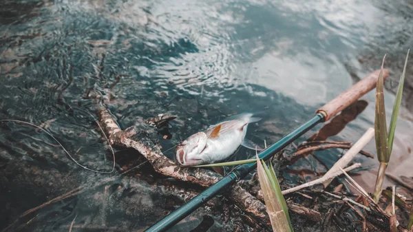 Grayling fogott a légy. Legyező horgászat — Stock Fotó