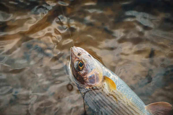 Grayling atrapado en la caña de pescar mosca — Foto de Stock