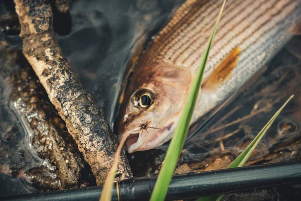 Grayling tatlı su sineği avına yakalandı. Tenkara. — Stok fotoğraf