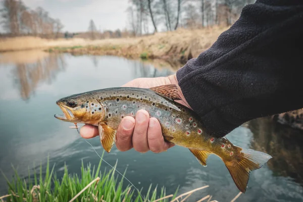 Fishing - fisherman catch trout on river — Stock Photo, Image