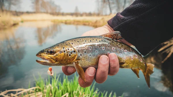 Visser die bruine forel uit het water houdt — Stockfoto