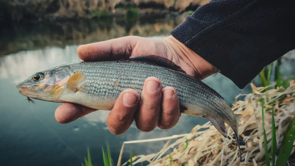 Grayling atrapado en la caña de pescar mosca — Foto de Stock