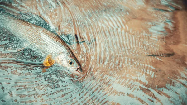 Grayling catturato al volo. Tenkara e pesca a mosca. — Foto Stock