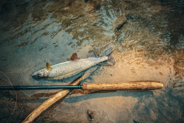 Grayling złapany w słodkowodne połowy muchami. Tenkara. — Zdjęcie stockowe