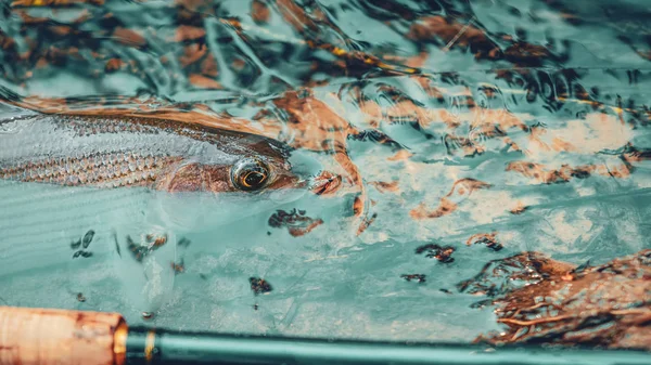 Grayling uçarken yakalandı. Tenkara ve sinek avı. — Stok fotoğraf