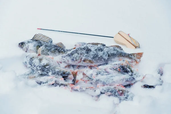 Attrezzatura da pesca invernale. Pesca sul ghiaccio . — Foto Stock