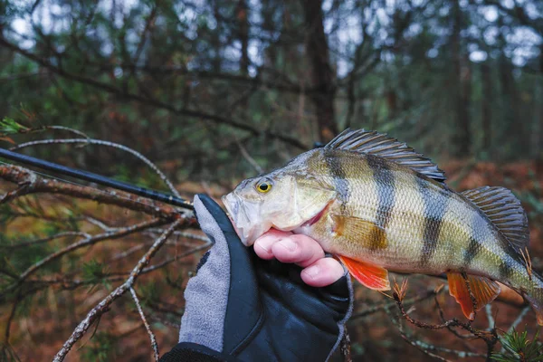 Schöner gelber Barsch in der Hand des Anglers. — Stockfoto