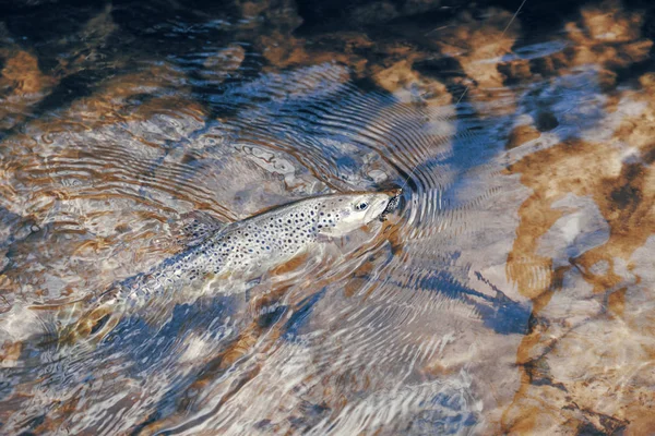 Beautiful trout caught on a hook. — 스톡 사진