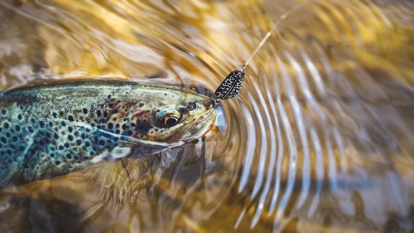 Beautiful trout caught on a hook. — 스톡 사진