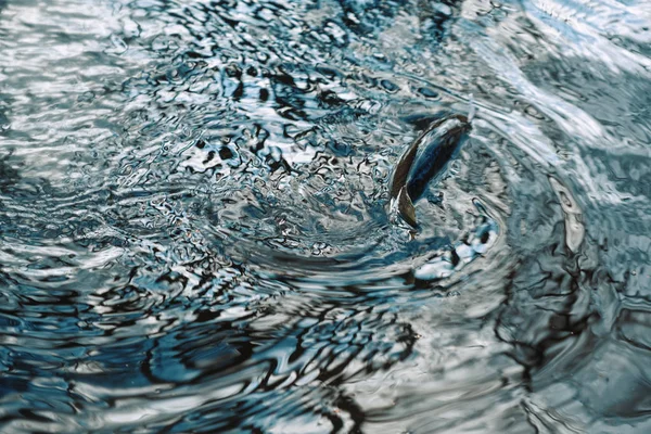 Silhueta de peixe no fundo da superfície do espelho da água . — Fotografia de Stock