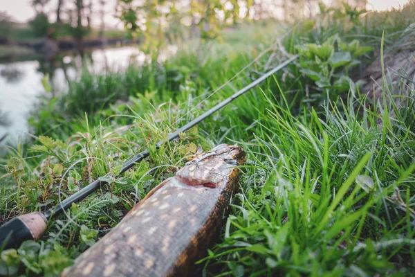 Kalastajan pyytämä hauki . — kuvapankkivalokuva