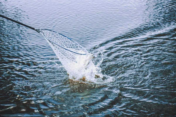 Rainbow trout caught in the landing net. — Stock Photo, Image