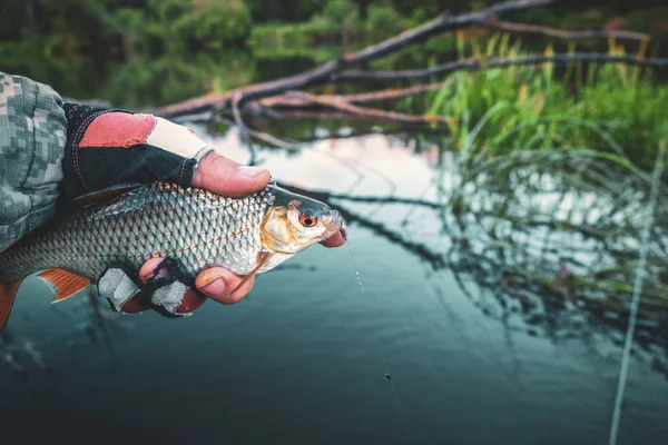 Fisch in der Hand Fischer. Fliegenfischen und Tenkara. — Stockfoto