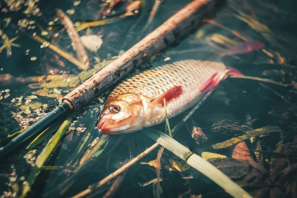 Fisk fångad på spö tenkara. — Stockfoto