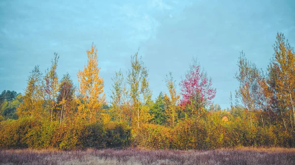 Žluté listí na podzimním stromě. — Stock fotografie
