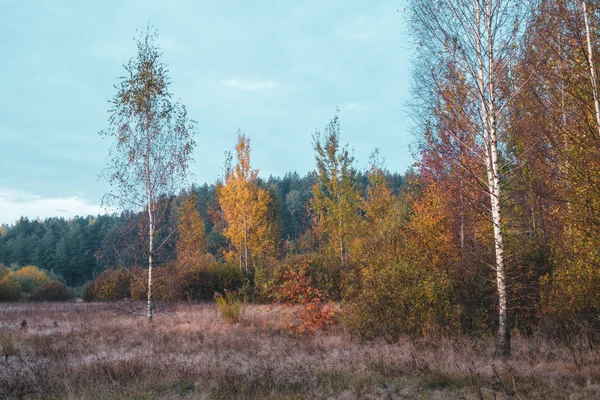Żółte liście na jesiennym drzewie. — Zdjęcie stockowe