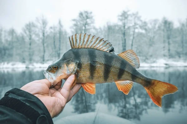 Fisch in der Hand Fischer. — Stockfoto