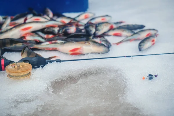 Catture di pesce persico nella pesca sul ghiaccio . — Foto Stock