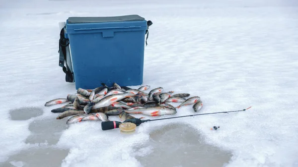 Captura de perca en la pesca con hielo . — Foto de Stock