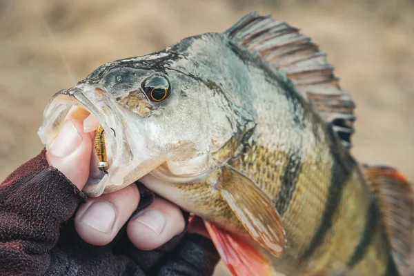 Fiskare med bas i handen. — Stockfoto