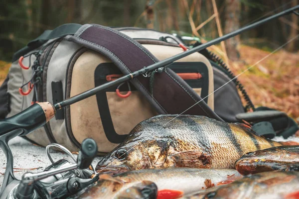 Persico di primo piano sullo sfondo dell'attrezzatura da pesca — Foto Stock