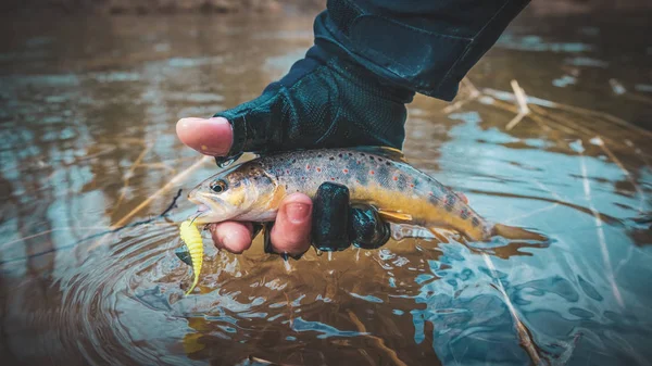 Forellen in der Hand des Anglers. — Stockfoto