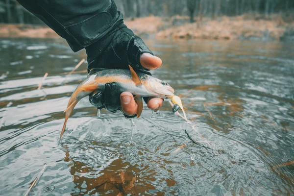 Truite dans la main du pêcheur . — Photo