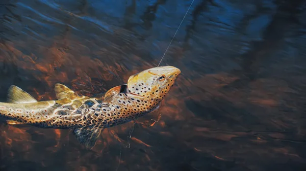 Trout on the hook. Fishing. — 스톡 사진