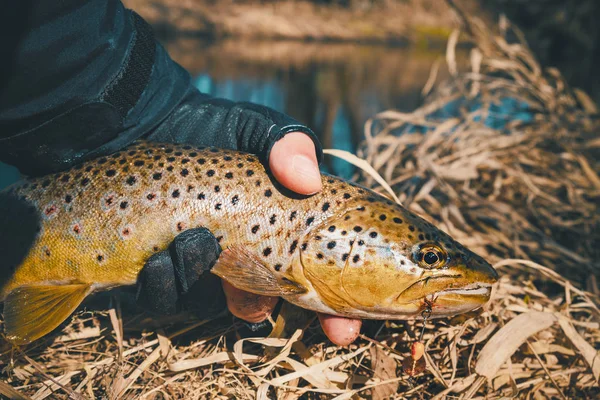 Fishing, brown trout. Fish in hand fisherman. — Stock Photo, Image