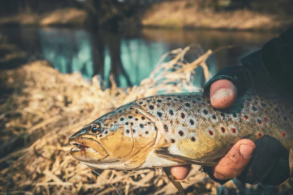 Pesca, truta castanha. Peixe na mão pescador . — Fotografia de Stock