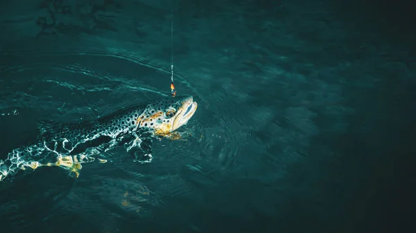 鱼钩上的鳟鱼 用于纺纱的捕捞. — 图库照片