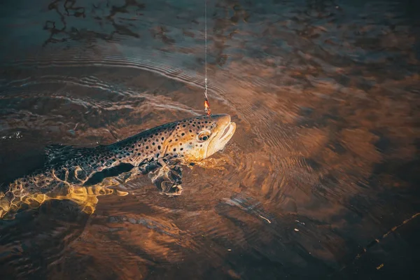 Trout on a hook — Stock Photo, Image