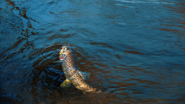 Trout on the hook. Fishing.