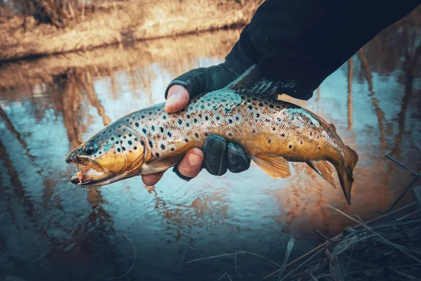 Angeln, Bachforellen. Fisch in der Hand Fischer. — Stockfoto
