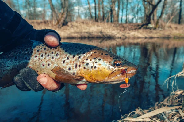 A beautiful brown trout caught on a spoon.