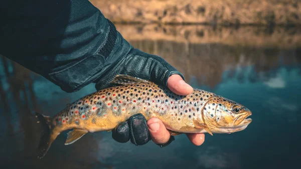 Schöne Forellen in den Händen eines Fischers. — Stockfoto