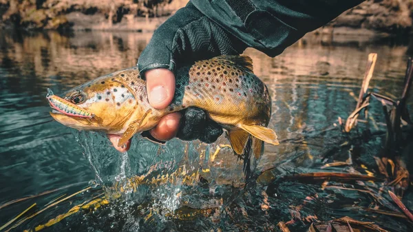 Όμορφη πέστροφα στα χέρια ενός ψαρά. — Φωτογραφία Αρχείου