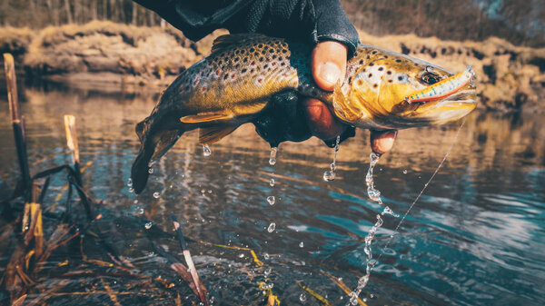 Fishing, brown trout. Fish in hand fisherman.