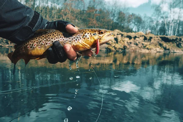 Brown trout in the hand of a fisherman — Stock Photo, Image