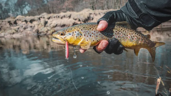 Fishing - fisherman catch trout on river — Stock Photo, Image