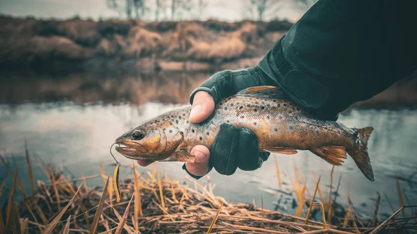 钓鱼，褐色鳟鱼。 手头上的鱼. — 图库照片