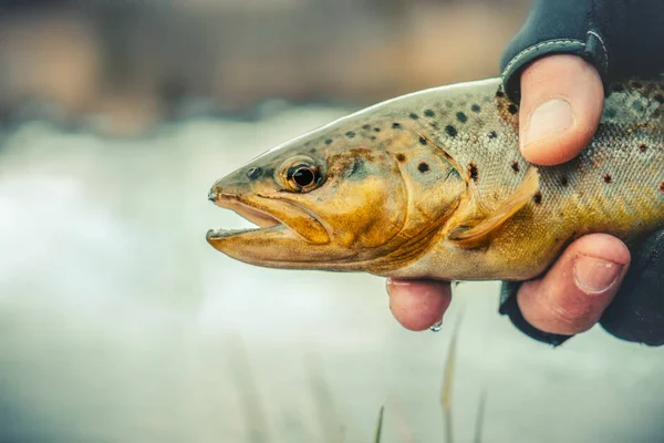 Pesca - trota pescatrice sul fiume — Foto Stock