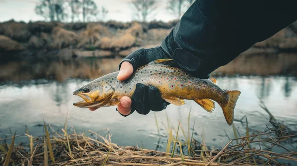 Fisherman holding brown trout out of the water — Stock Photo, Image